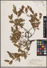 Foto von Salix L.